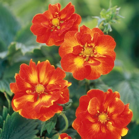 Unbranded Potentilla William Rollisson Pack of 3 Bare Roots