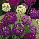 Unbranded Primila Denticulata Plants