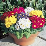 Unbranded Primrose Arctic Mixed F1 Seeds 427941.htm