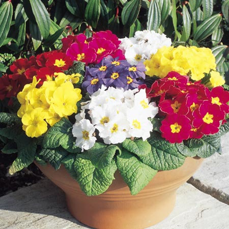 Unbranded Primrose Arctic Mixed F1 Seeds Average Seeds 22