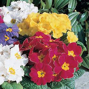 Unbranded Primrose Arctic Mixed Seeds
