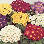Unbranded Primrose Dobies Coloured Hybrids Seeds 427879.htm