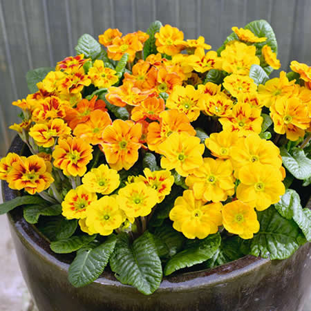 Unbranded Primrose Firecracker Pack of 40 Easiplants