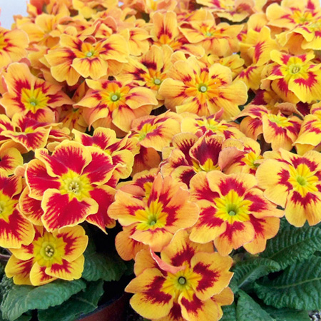 Unbranded Primrose Firecracker Pack of 90 Miniplants