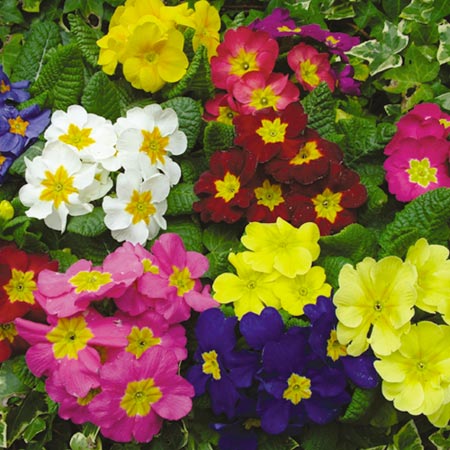 Unbranded Primrose Flamingo Plants Pack of 110   25 EXTRA