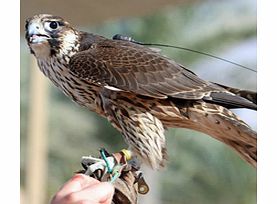 Interact with falcons from a prominent familys private collection and watch demonstrations on how these magnificent creatures are trained. Enjoy a desert safari through the Dubai Desert Conservation Reserve where you can spot the native wildlife.