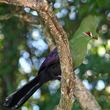Private Featherbed Tour - Adult