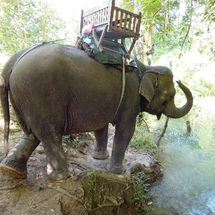 Unbranded PRIVATE TOUR - Elephant Tour in Goa - South Goa