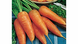 Unbranded Protected Winter Veg Collection