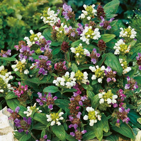 Unbranded Prunella Freelander Mix Seeds Average Seeds 35