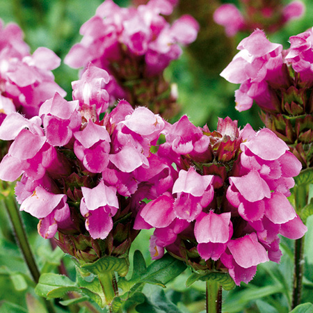 Unbranded Prunella Rose Pearl Pack of 3 Potted Plants