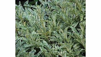 Conspicuously white margined leaves which can be flushed with pink in winter. Syn. castlewellan. Wildlife plant - bees butterflies moths. Holds variegation well in shade. Supplied in a 2-3 litre pot.EvergreenFertile moist well-drained soilFull sunFul