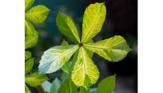 Unbranded Pseudowintera Plant - Colorata