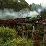 Unbranded Puffing Billy and Australian Wildlife Tour - Adult