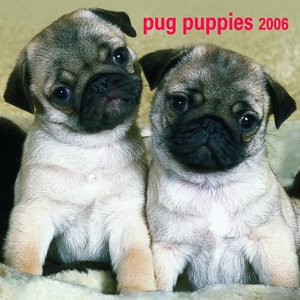 Pug - Puppies Calendar