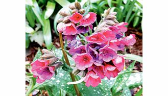 Commonly known as Lungworts these dependable perennials produce mats of soft bristly semi-evergreen silver-speckled foliage and dense clusters of pretty flowers. They require very little maintenance and will thrive both in sun and also in the shade u