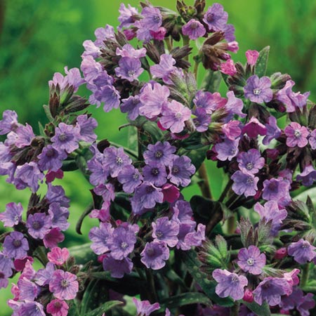 Unbranded Pulmonaria Smokey Blue Pack of 3 Bare Roots
