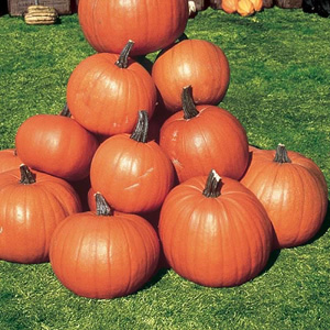 Unbranded Pumpkin Ghostrider Seeds