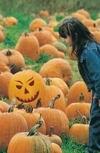 These wonderful Pumpkins grow to a nice manageable size, roughly that of a football. Not only do the
