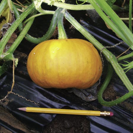 Unbranded Pumpkin Little October Seeds 6 Seeds