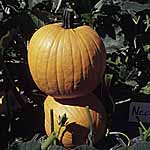 Unbranded Pumpkin Orbit F1 Seeds 439717.htm
