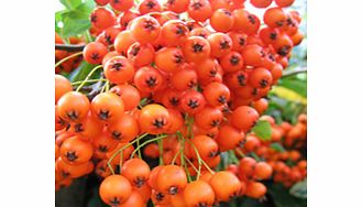 Orange berries in september. Selected for its resistance to fireblight and scab. Wildlife plant - insects birds. RHS Award of Garden Merit winner. Supplied in a 2-3 litre pot.EvergreenFull sunFully hardyPartial shadeBUY ANY 3 AND SAVE 20.00! (Please 