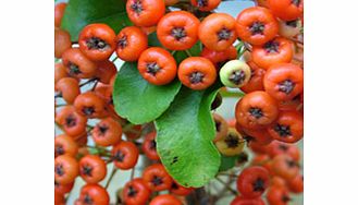 Red berries in december. Selected for its resistance to fireblight and scab. Wildlife plant - insects birds. RHS Award of Garden Merit winner. Supplied in a 2-3 litre pot.EvergreenFull sunFully hardyPartial shadeBUY ANY 3 AND SAVE 20.00! (Please note