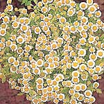 Unbranded Pyrethrum Golden Ball Seeds 422510.htm