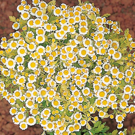 Unbranded Pyrethrum Golden Ball Seeds Average Seeds 1500