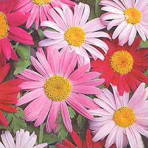 Unbranded Pyrethrum Single Mixed Seeds