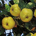 Unbranded Quince Vranja 479924.htm