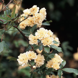 Unbranded R. Banksiae Lutea - Climbing Rose (pre-order now)