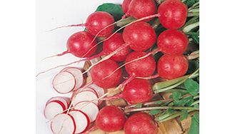 Unbranded Radish Cherry Belle Seeds