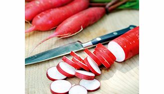 Unbranded Radish Dragon F1