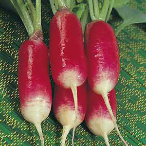 Unbranded Radish Flamboyant Sabina Seeds