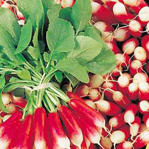 Unbranded Radish Mirabeau Seeds