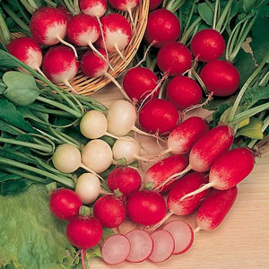 Radish Mixed Seeds