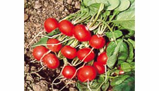 A forcing Radish to sow March onwards for summer crops  or in autumn under cloches or glass to exten