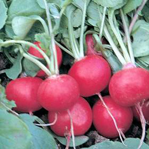Unbranded Radish Rudi Seeds