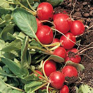 Unbranded Radish Rudolf Organic Seeds