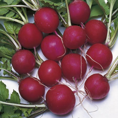 Unbranded Radish Saxa 2 - ORGANIC SEEDS Average Seeds 350