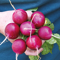 Unbranded Radish Seeds - Amethyst