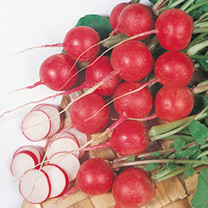 Unbranded Radish Seeds - Cherry Belle