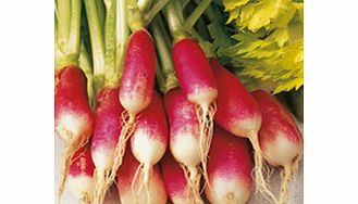 Unbranded Radish Seeds - French Breakfast 3 - Triple Pack