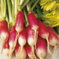 Unbranded Radish Seeds - French Breakfast 3