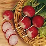 Unbranded Radish Sparkler 3 Seeds 438525.htm