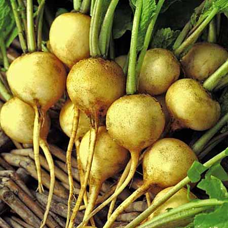 Unbranded Radish Zlata Seeds Average Seeds 500