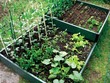 Unbranded Raised Vegetable Bed (1sqm)