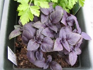 Unbranded Red basil micro herb 50g
