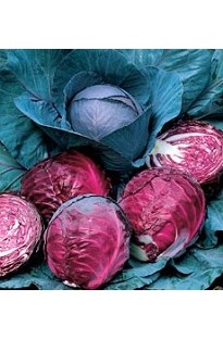 Unbranded Red Cabbage Rodeo x 50 seeds